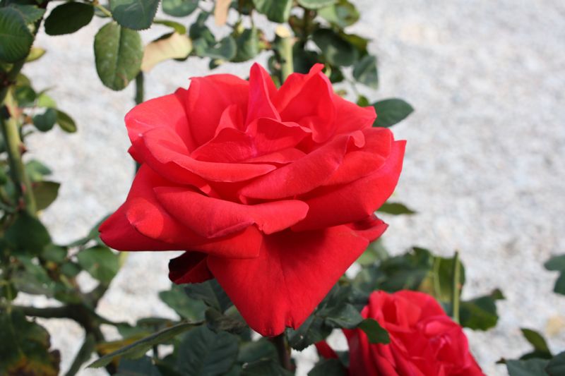 rosa